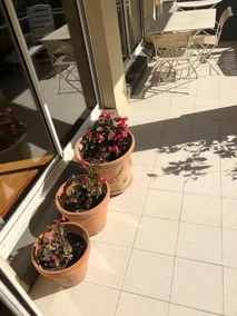 Luxury flat w/ beautiful garden - Image 3
