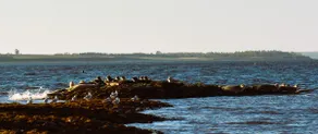 Bay Life: Living Real, Steps from Pownal Bay - Image 2
