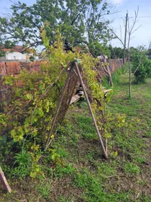Orquídea Bungalow - Image 3