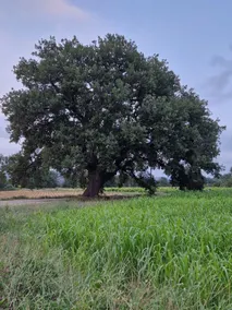 In the shade of the oaks - Image 2
