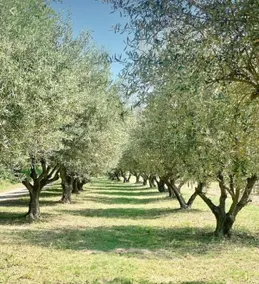 L' Escale - Image 4