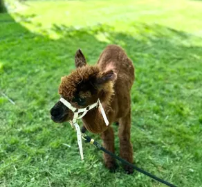 Tiny cabin with alpacas - Image 3