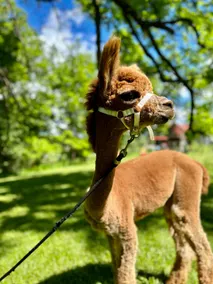 Tiny cabin with alpacas - Image 5
