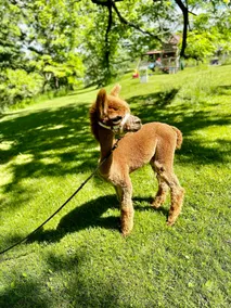 Tiny cabin with alpacas - Image 4