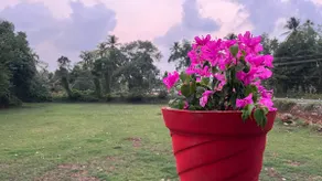 Bougainvillea stays - Image 4