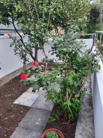 Marjo's house - Image 5