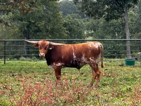 The Longhorn Lodge/ Private deck / Pet Friendly - Image 4