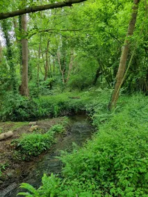Wild Brook - Image 4