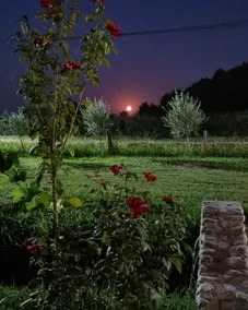 "Per Mik" cottage in vineyard - Image 2