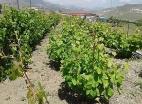 dilemma 3 - Image 5