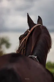 Haras Cristal Experience - Image 5
