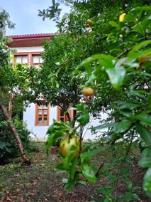 Historic Mansion for Rent in the Center - Image 2