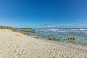 Moorea Maison moderne, Plage privée & Temae à 2 min - Image 5