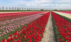 Local Tulip City Apartment 18 mins from Amsterdam - Image 5