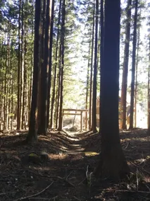 3BR Forest Retreat Sleeps 8 Walk to Nikko Temples - Image 5