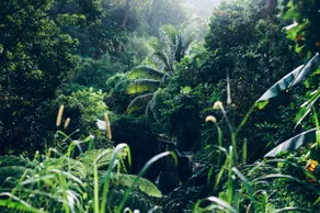 Nicey Farms Forest Bathing Sanctuary - Image 4