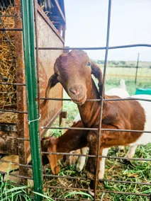 Buck Moon, ATV trail and goats! - Image 2