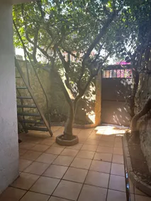 The Lemon Tree - Image 5