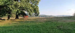 Accommodation in peace near Český Krumlov - Image 5