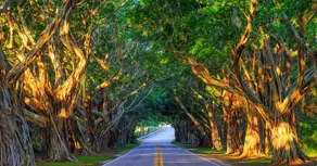 Lilly-Inspired Tropical Retreat • EV • Pet •Beach - Image 5