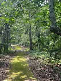Tranquil Acres: 25 acres in the Ozarks - Image 2