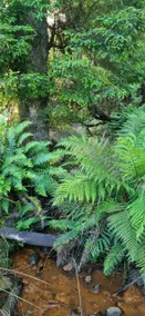 Tullah Hideaway -lakeside - Image 4