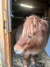 Stay in a former cowshed - Image 4