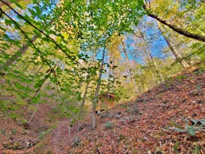 Secret Wilderness RealTree Cabin 5 - Image 5