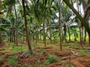 Farm stay with AC nr Gokarna beach Bhavikodla road - Image 5