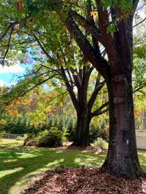 Cozy 3BR Retreat | Trails, Trees & Family‑Friendly - Image 5