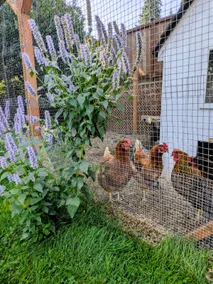 Cozy Family Retreat - Urban Farm with Chickens! - Image 4