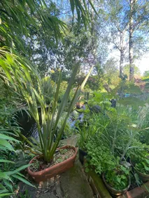 Holdfast Cottage in the heart of The New Forest - Image 2