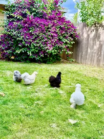 Midtown Retreat | Spacious | Silky Hens | Artistic - Image 3