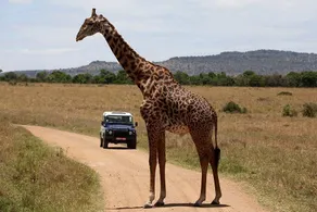 Serene Villa Near Olpejeta - Mt. Kenya Views (2B) - Image 4