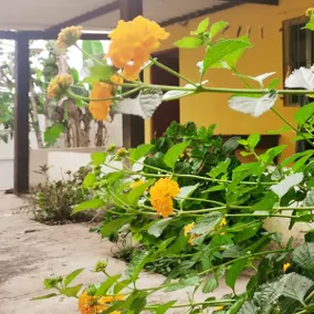 House with garden - 900 meters from Ruínas beach - Image 4