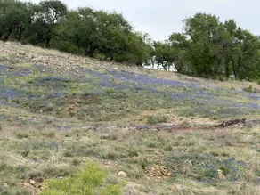 Brand New Luxury Wildlife Safari Ranch - Image 3