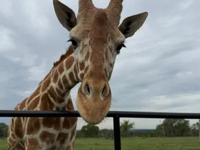 Brand New Luxury Wildlife Safari Ranch - Image 4