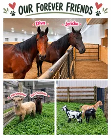 Red Fox Stables Equestrian Estate Indoor Pool - Image 4
