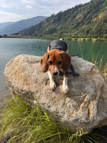 White Chalet at Lake- Paradise for You & your Dog - Image 2