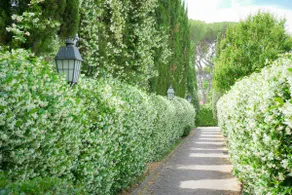 The Secret Garden | south Rome EUR - Image 2