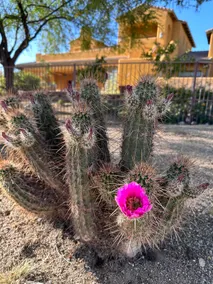 Desert Uplands Oasis 2br/2ba Guest House - Image 4