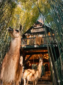 Alpaca Treehouse in the Bamboo Forest - Image 3