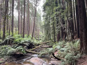 Beechy Forest Retreat - Image 3