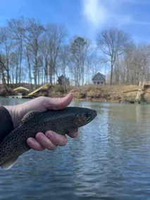 The Onyx- Fish from dock on The Little Red River - Image 5