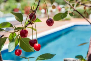 Nature Grand Estate - Spacious Villa with Pool - Image 4