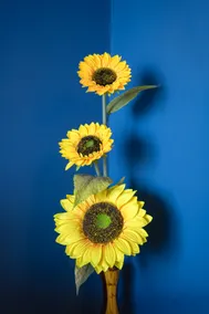 The Yoga Cafe - wellness stay - Image 4