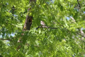 Country Bird House - Image 5