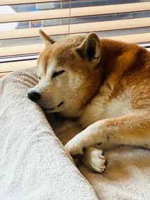 Length-of-stay discounts with pets!Hayama's scenic mountain view with your dog - Image 2