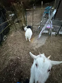 GOAT HOUSE Iwakuni - Image 3