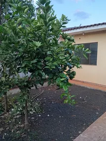 casa da Neiva - Image 3
